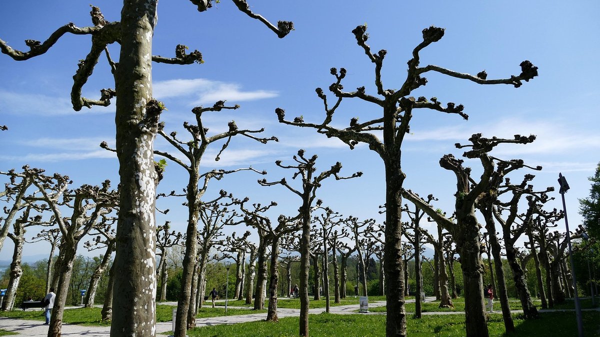 Deadheading Flowers to Extend Summer Blooming