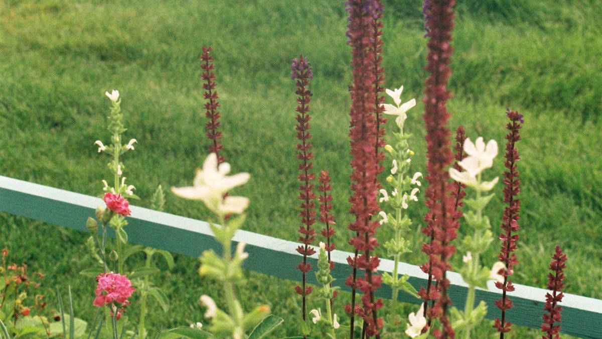 How to Choose the Right Fern for a Shady Border