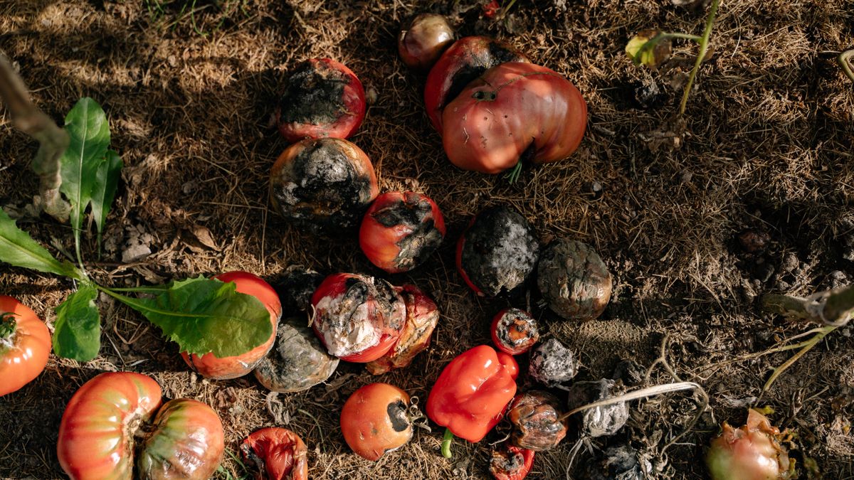 Making Leaf Mould for Free Garden Compost
