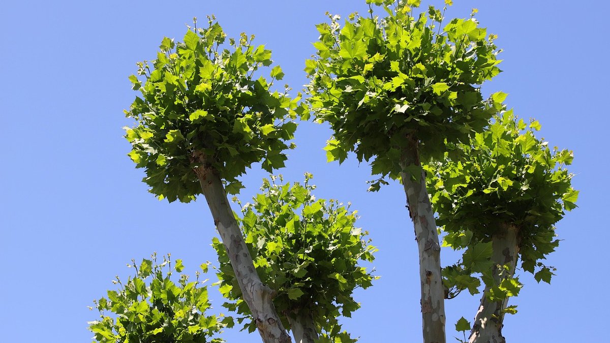 Planting a Native Hedge for Privacy and Wildlife