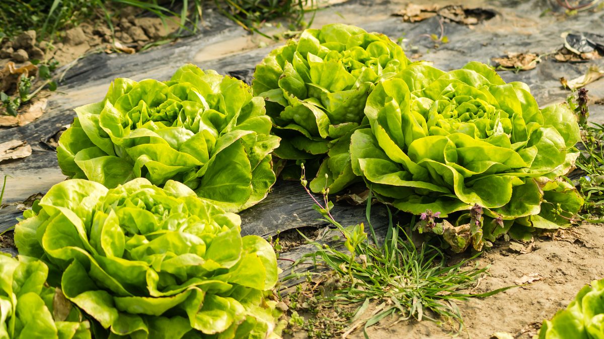 Preparing Garden Tools for the Growing Season