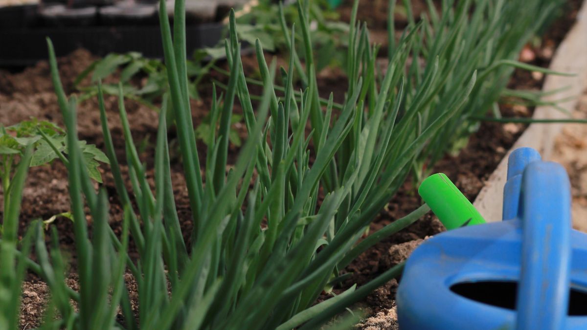 Reviving Tired Houseplants with Simple Care