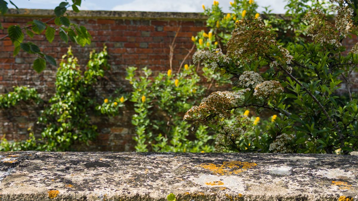 Starting a Vegetable Patch in a Small Back Garden