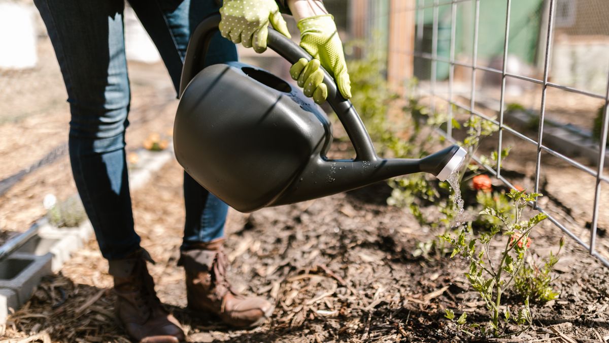 Storing Homegrown Vegetables for Winter Use