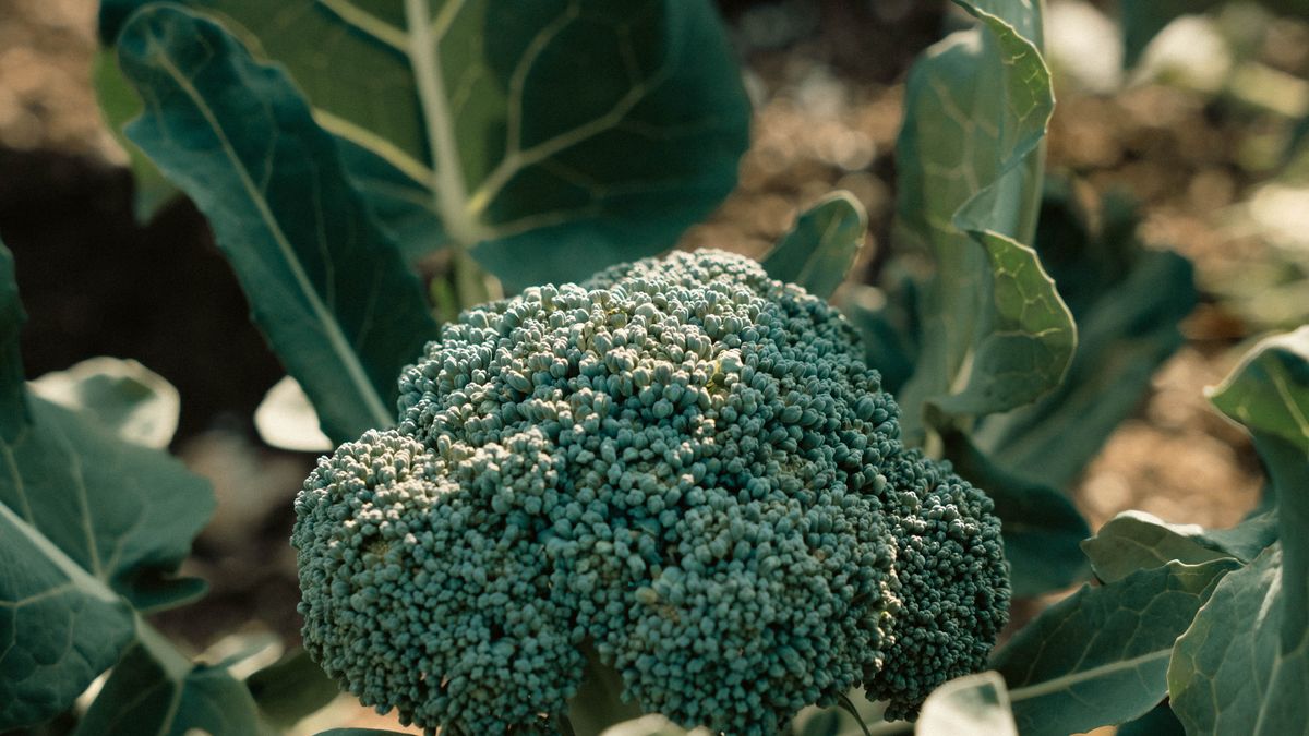 Using Coffee Grounds Safely in the Garden